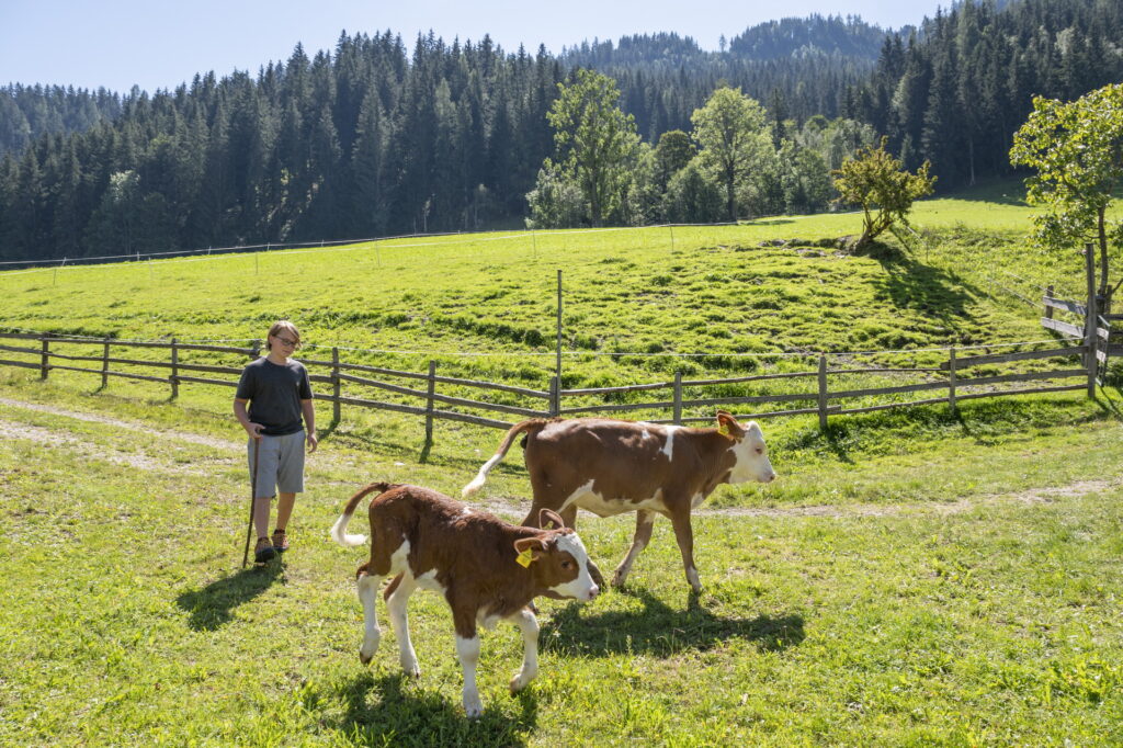 Hansi mit unseren Kälbchen